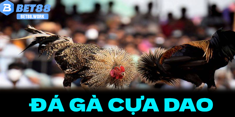Đá Gà Cựa Dao – Những Điều Người Mới Chơi Cần Biết