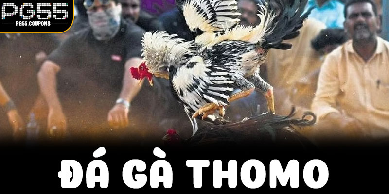 Bốn phong cách chiến đấu thường tạo nên màn đối đầu hấp dẫn